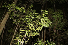 Macadamia ternifolia