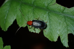 Trichobalya bowringii