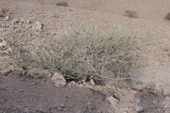 Boscia foetida foetida