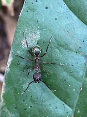 Dolichoderus decollatus