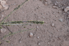 Boscia foetida foetida