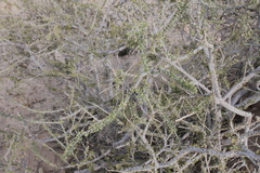 Boscia foetida foetida