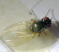 Calliopum simillimum