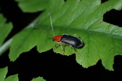 Trichobalya bowringii