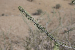 Boscia foetida foetida
