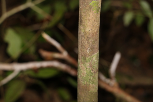 Image of Gossia acmenoides by (c) Greg Tasney, some rights reserved (CC BY-SA)