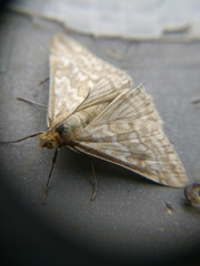 Evergestis frumentalis