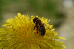 Andrena nigroaenea