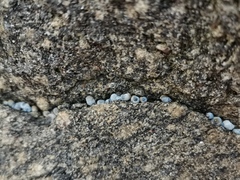 Echinolittorina radiata