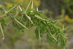 Vachellia tortuosa
