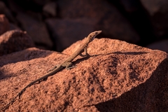 Varanus pilbarensis
