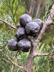 Widdringtonia nodiflora