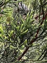 Widdringtonia nodiflora