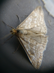Evergestis frumentalis