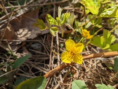 Waldsteinia