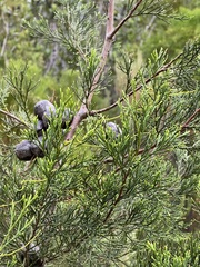 Widdringtonia nodiflora
