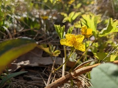 Waldsteinia