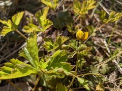 Waldsteinia