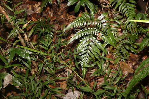 Image of Lastreopsis marginans by (c) Greg Tasney, some rights reserved (CC BY-SA)