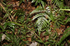 Lastreopsis marginans