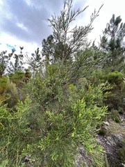 Widdringtonia nodiflora