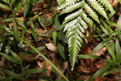 Lastreopsis marginans
