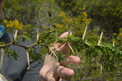 Vachellia tortuosa