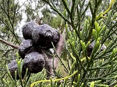 Widdringtonia nodiflora