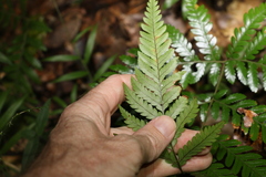 Lastreopsis marginans