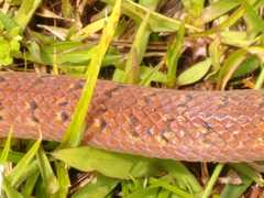 Atractus nicefori