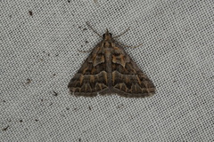 Dichromodes poecilotis