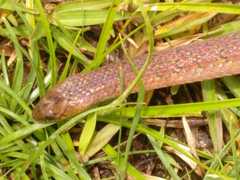 Atractus nicefori