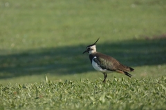 Vanellus vanellus