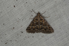 Dichromodes poecilotis