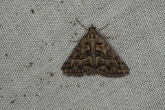 Dichromodes poecilotis