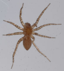 Pardosa falcifera