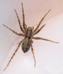 Pardosa falcifera