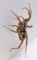 Pardosa falcifera