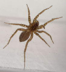 Pardosa falcifera