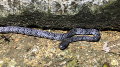 Pareas margaritophorus