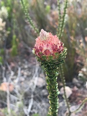 Paranomus longicaulis