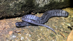 Pareas margaritophorus