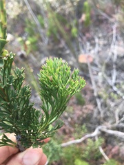 Paranomus longicaulis