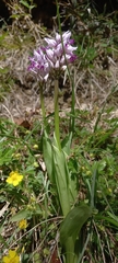 Orchis simia