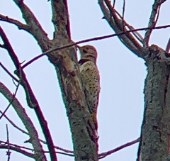 Colaptes auratus