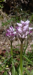 Orchis simia