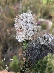 Paranomus longicaulis