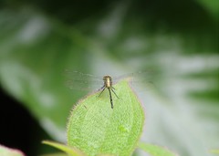 Pornothemis starrei