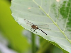 Pornothemis starrei