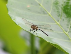 Pornothemis starrei